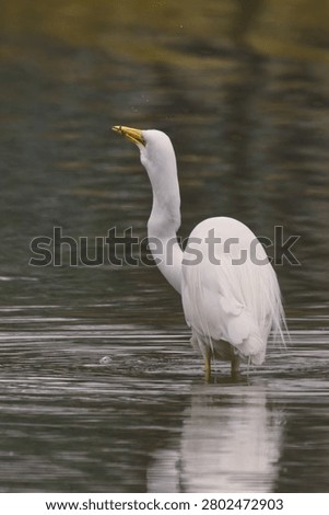 A great egret (Ardea alba) is devouring a freshly caught fish. The background is in slightly darker colors.