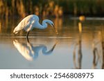 Great Egret (Ardea alba) fishing in a marsh.
Summer Lake, National Wildlife Management Area, Oregon