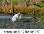 A great egret, Ardea alba, flies over a wetland at Harbor Island in Grand Haven, Michigan