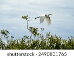 Great egret (Ardea alba) in flight, in a park in the Everglades, outside of Miami, Florida, USA