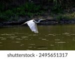 The great egret (Ardea alba) in flight. This bird also known as the common egret, large egret, or  great white egret or great white heron.