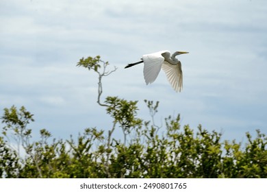 Great egret (Ardea alba) in flight, in a park in the Everglades, outside of Miami, Florida, USA - Powered by Shutterstock