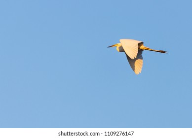 Great egret or Ardea alba, flying on the sky