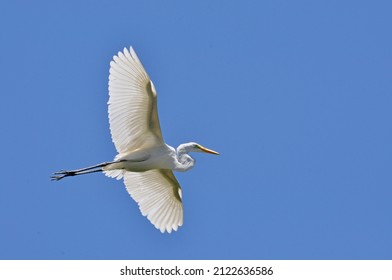 Great Egret (Ardea Alba) Flying Against Blue Sky With Wings Out And Legs Straight. Taken On The Río Paraná De Las Palmas, Provincia De Buenos Aires, Argentina