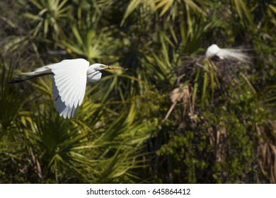 Great egret, Ardea alba, flying with nesting material in its bill near shrubs at a rookery in central Florida.