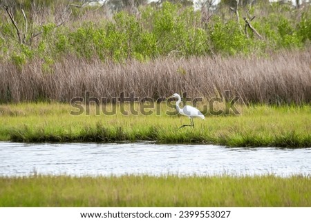 A Great Egret (Ardea alba) foraging for food in salt marsh wetlands at Assateague Island National Seashore, Maryland