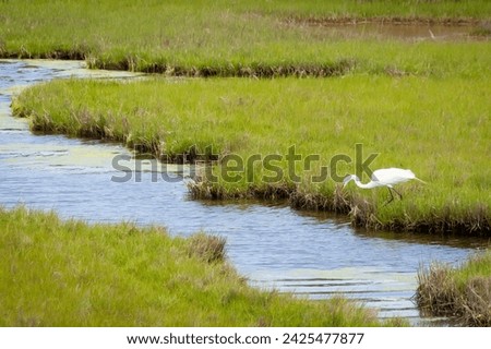 A Great Egret (Ardea alba) foraging in salt marsh wetlands at Assateague Island National Seashore, Maryland