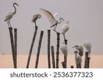 Great Egret, Ardea alba, also known as Great White Heron, perching on bamboo poles in the sea at sunset, Bangpu Recreation Centre, tourist attraction in Samut Prakan