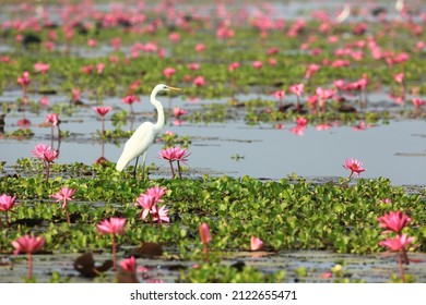 Great egret (Ardea alba) also known as the common egret, large egret, great white egret
				Bueng Boraphet Non-hunting Area
				Nakorn Sawan province, Thailand