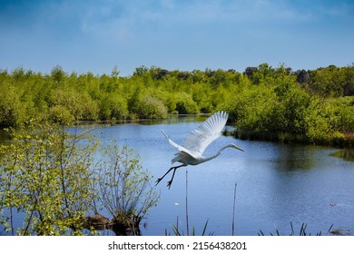 The great egret (Ardea alba), also known as the common egret, large egret, or great white egret. Dutch landscape.