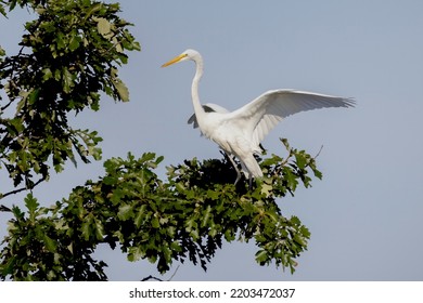 The great egret (Ardea alba)  also known as the common egret, large egret, or  great white egret or great white heron