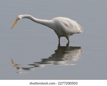 La gran garza (Ardea alba), también conocida como la garza común, o (en el Viejo Mundo) gran garza blanca o gran garza blanca es un ave grande y ampliamente distribuida.