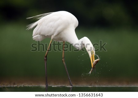 The great egret (Ardea alba), also known as the common egret fishing in the shallow lagoon.White heron with green background.Big white heron with fish on the beak.