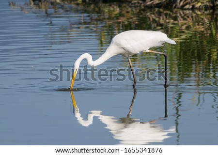 The Great Egret (Ardea alba), also known as common egret, large egret or great white heron , is a large, widely distributed egret. Distributed across most of the tropical and warmer temperate regions.