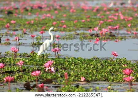 Great egret (Ardea alba) also known as the common egret, large egret, great white egret
Bueng Boraphet Non-hunting Area
Nakorn Sawan province, Thailand