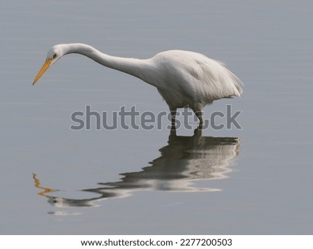 The great egret (Ardea alba), also known as the common egret, or (in the Old World) great white egret or great white heron is a large, widely distributed bird.