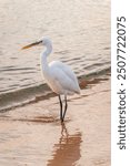 Great egret (Ardea alba), a medium-sized white heron fishing on the sea beach. White heron on the hunt