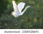 Great Egret (Ardea alba modesta) breeding feathers 