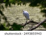 The great egret (Ardea alba) on the hunt. This bird also known as the common egret, large egret, or  great white egret or great white heron.