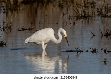 The great egret (Ardea alba) on the hunt. This bird also known as the common egret, large egret, or  great white egret or great white heron.