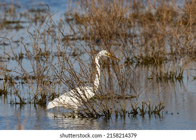 The great egret (Ardea alba) on the hunt. This bird also known as the common egret, large egret, or  great white egret or great white heron.