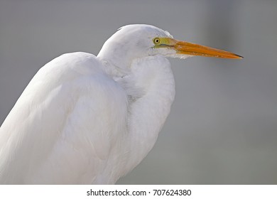 Great Egret On Prowl >> Great Egret On Ice Images Stock Photos Vectors Shutterstock Great Egret On Prowl >> Great Egret On Ice Images Stock Photos Vectors Shutterstock