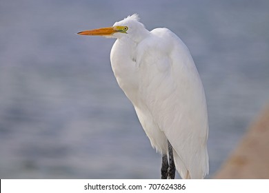 Great Egret On Prowl >> Great Egret On Ice Images Stock Photos Vectors Shutterstock Great Egret On Prowl >> Great Egret On Ice Images Stock Photos Vectors Shutterstock