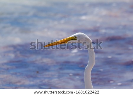 Similar – Image, Stock Photo bird Bird Zoo Ocean White