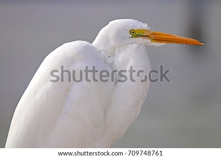 Great Egret On Prowl >> Great Egret Ardea Alba On Prowl Stock Photo Edit Now 709748761 Great Egret On Prowl >> Great Egret Ardea Alba On Prowl Stock Photo Edit Now 709748761