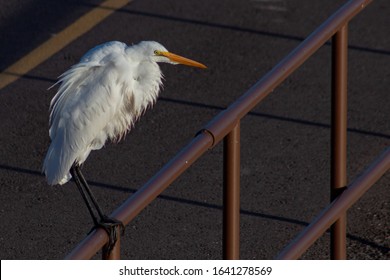 Great Egret, Ardea Alba, Perched On A Metal Railing Along The Loop, A Biking And Running Path. A Large White Bird With A Yellow Beak And Black Stilt Like Legs. Pima County, Tucson, Arizona, USA.