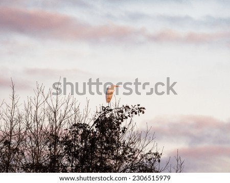 Great egret, Ardea alba, perching in tree top during golden hour in nature reserve near Strand Nulde, Netherlands