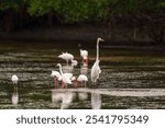 Great Egret (Ardea alba), Snowy Egret (Egretta thula) and American White Ibises (Eudocimus albus) in J.N. Ding Darling NWR. Florida. USA