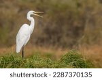 Great egret (Ardea alba) stinking its feathers in swamp. Alsace, France.