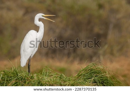 Great egret (Ardea alba) stinking its feathers in swamp. Alsace, France.