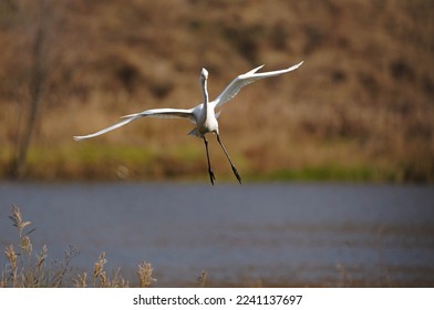 Great Egret in autumn wetland