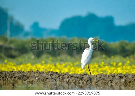 Great egret bird in natural background 