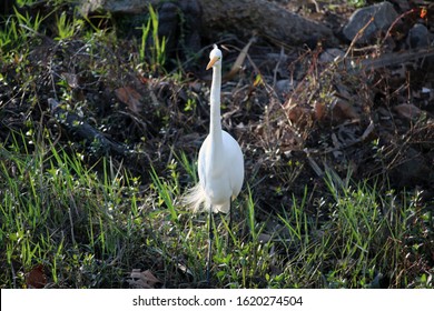 Great Egret Bird In Wetlands Bordering Bayou Bonfouca In Slidell, Louisiana On The North Shore Of New Orleans. 