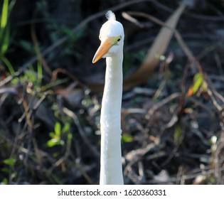 Great Egret Bird In Wetlands Bordering Bayou Bonfouca In Slidell, Louisiana On The North Shore Of New Orleans. 