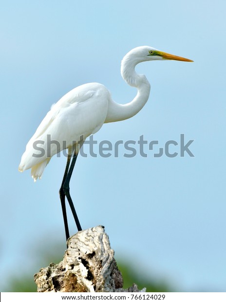 Great Egret and blue sky background. Ardea\
alba, also known as the common egret, large egret or (in the Old\
World) great white egret or great white\
heron.\
