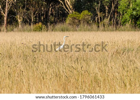 Similar – White stork in a field