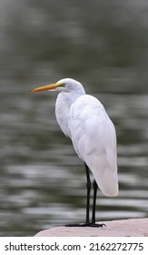 Great Egret Is Calm, Lovely Urban Bird Standing By Reid Park Pond In Tucson, Arizona, With Water In Bokeh Background