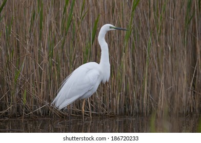 Great Egret (Casmerodius Albus) 