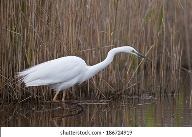 Great Egret (Casmerodius Albus)