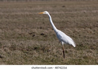 Great Egret (Casmerodius Albus)