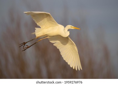 Great Egret (Casmerodius Albus) Flying Adult Bird, Kiskunság National Park, Hungary