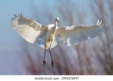 Great Egret (Casmerodius Albus) Landing, Kiskunság National Park, Hungary