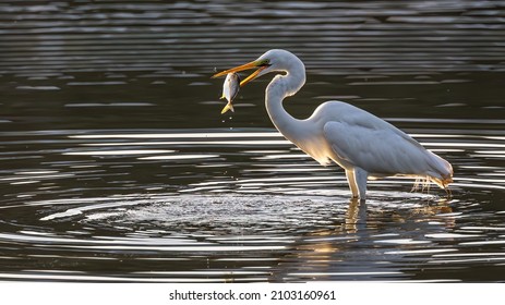 Great egret with catching a fish at wetland Sabah, Malaysia - Powered by Shutterstock