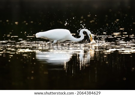 Similar – Great crested grebe swimming on a lake