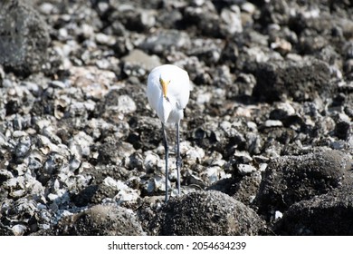 Great Egret Caught A Sea Louse