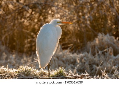 白鷺 シラサギ High Res Stock Images Shutterstock